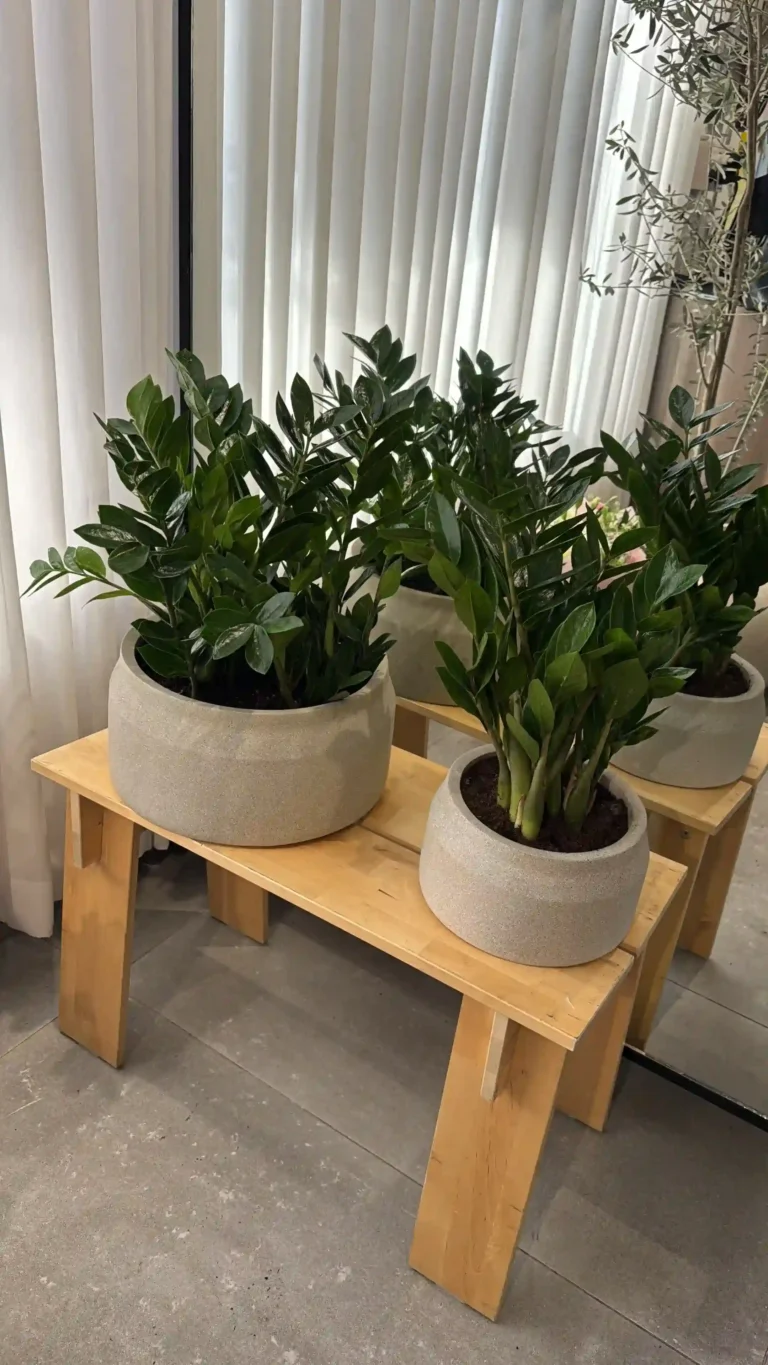 זמיה קוקוס בכלי בטון ענק לחג