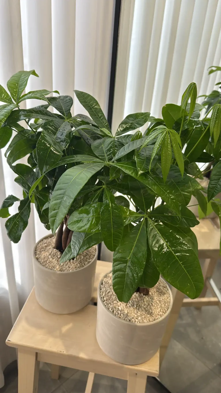 פכירה עציץ יוקרתי לחג הפסח